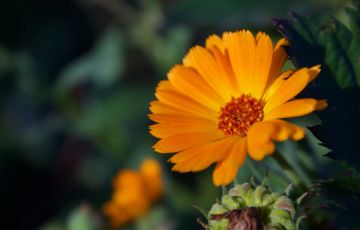 CALENDULA