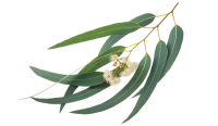 algogel
