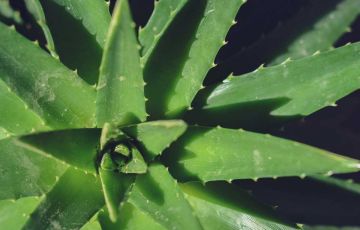 ALOE VERA