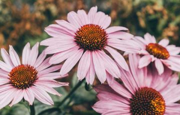 ECHINACEA